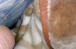 XXX Mlle TETAS voir video gay gratuite